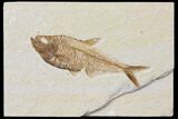Detailed Fossil Fish (Diplomystus) - Wyoming #116771-1
